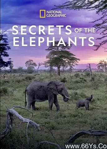 2023年美国纪录片《大象的秘密》1080P英语中字